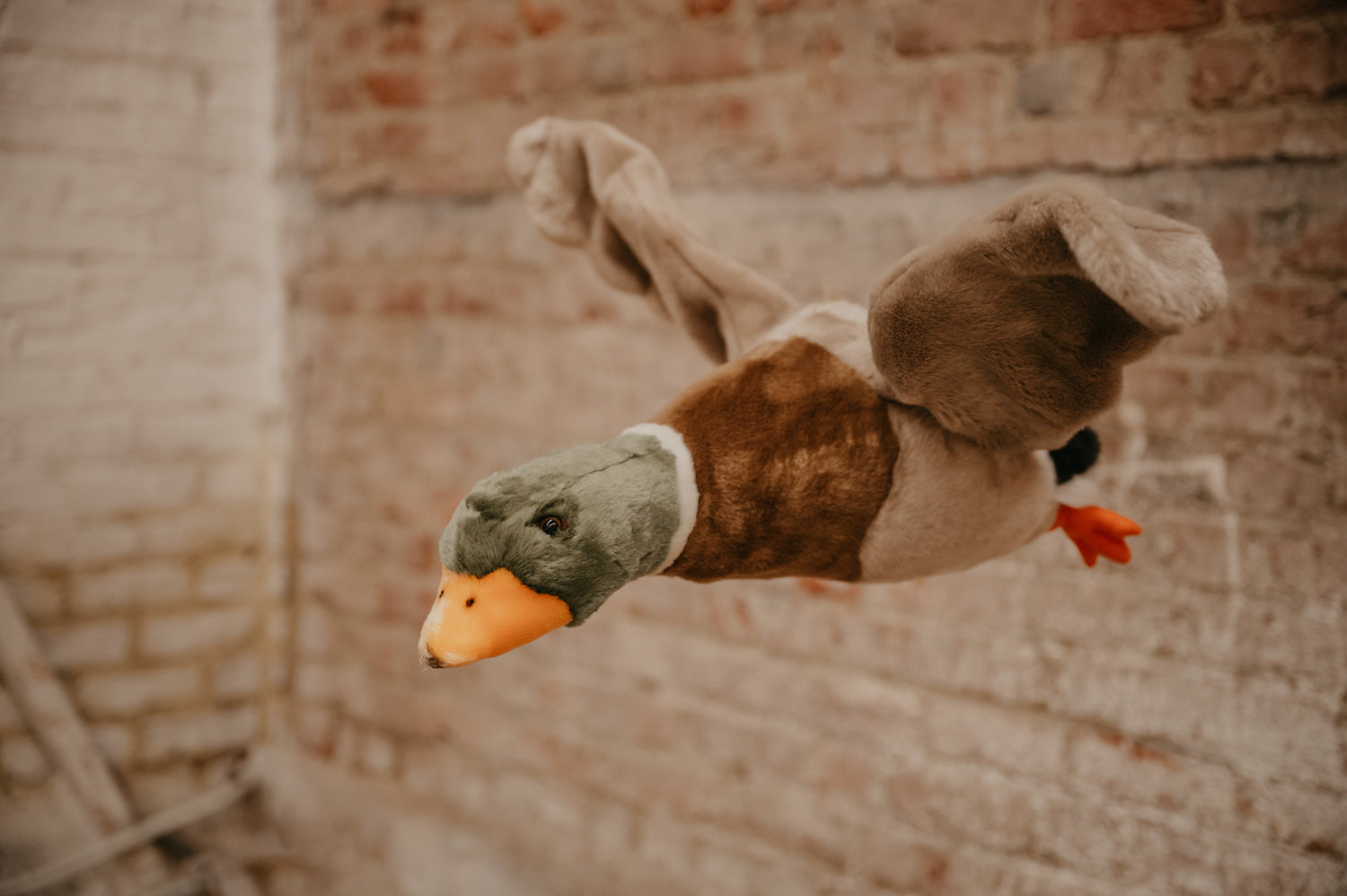 Pato volador &quot;Alain&quot;